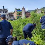 इलाका प्रहरी बनेपाको सक्रियता : लागू औषध नियन्त्रणका लागि गाँजा खेती फडानी